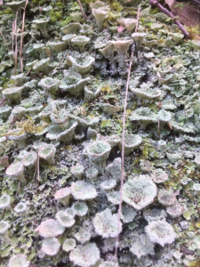 Terre souillée 1