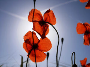 COQUELICOT 