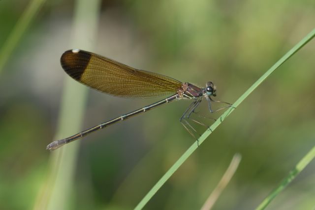 Libellule 