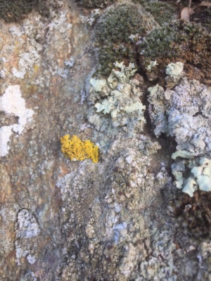 Lichen jaune