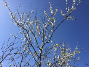 Vers le ciel