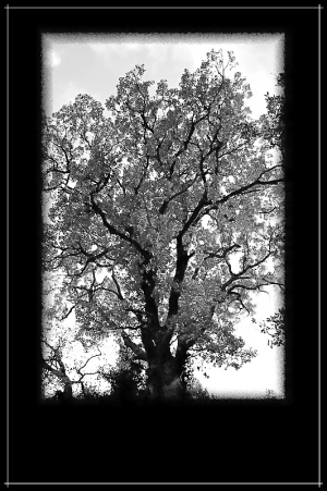 ARBRE 