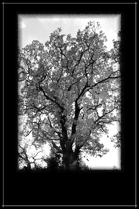 ARBRE 