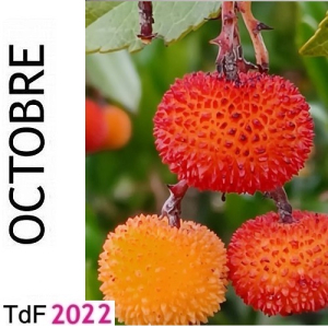 TdF Octobre 2022