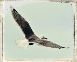 GOELAND EN VOL