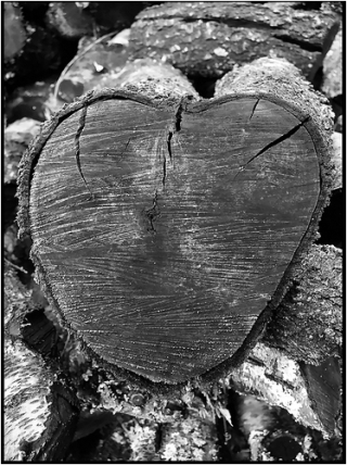 Coeur-de-bois