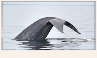 Blue-whale-fluking