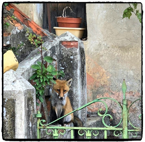 FLASH LE RENARD DE ROMEO - copie