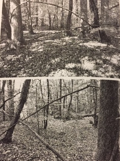 Clédat Arbres