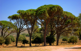 Α unique kind of pine tree in Crete  Greece