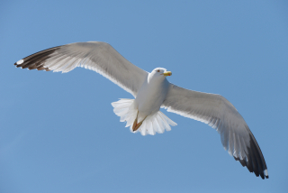 Herring_gull