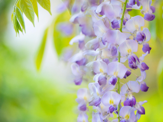 Glycine