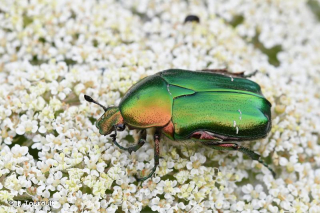  CETOINE DORÉE