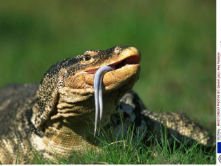 Varan 