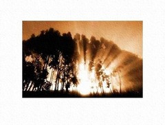 Les_eucalyptus_qui_bordent_le_rivag