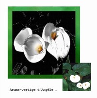 Arums_vertige_dangle_2