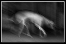 Ou_vont_les_chiens