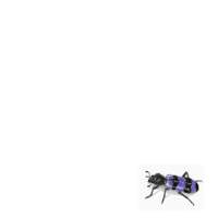 Insecte