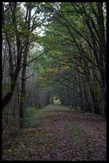 Dans_le_bois_les_yeux_sont_dgrafs_2