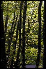 Le_bois_qui_boit_mon_ombre