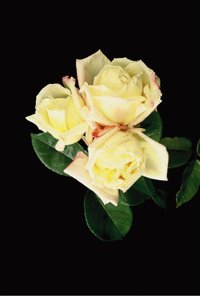 Marie_van_houtte