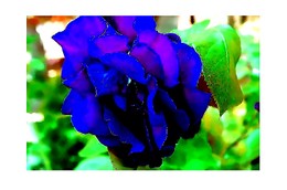 Rose_d_indigo