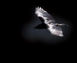 Corvus_corbax