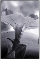 Petunia_blanc_2
