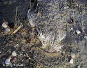 Ailes_3