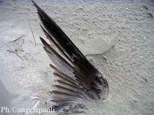 Aquila mia Aquila_mia