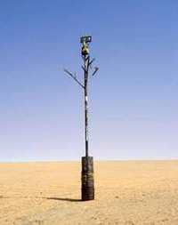 Arbre_de_tenere