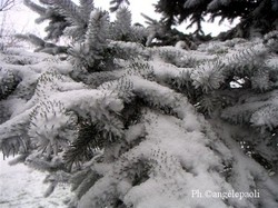 Arbres_dhiver Arbres_dhiver