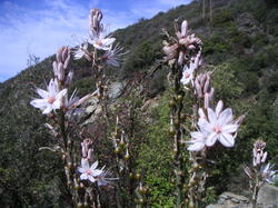 Asphodèles Asphodles_1
