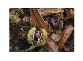 Castagne_di_cinarca