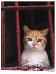 Chaton_roux_bis