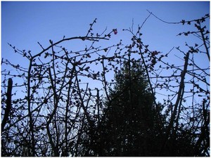 Ciel_bleu_dchir