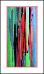 Eucalyptus_arlequin