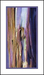 Eucalyptus_colombine