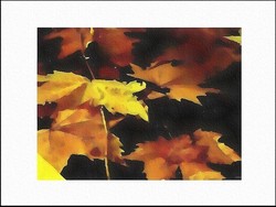 Feux_de_jardin