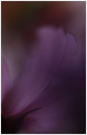 Flower1_2_2