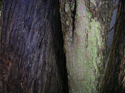 Gmellit_pict0035