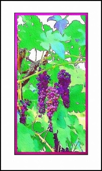 La_transparence_des_grappes