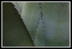 Les_cueils_dros_et_les_piges_des_ronces_