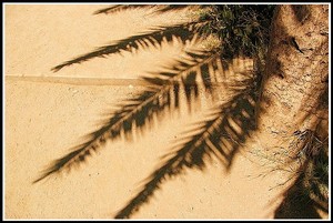 Les_palmiers_du_parc_guell_1