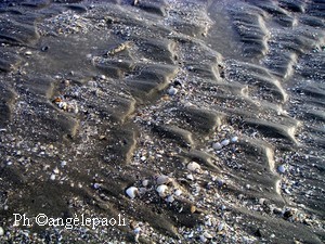 Lido_coquillages