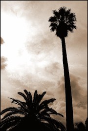 Ortobotanicodellavillacorsiniromaavril20