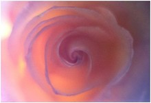 Rose_mtisse