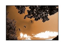 Un_arbre_qui_enveloppe_la_palpitation_de