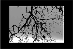 Un_silence_glacial