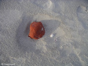 Veri_similis